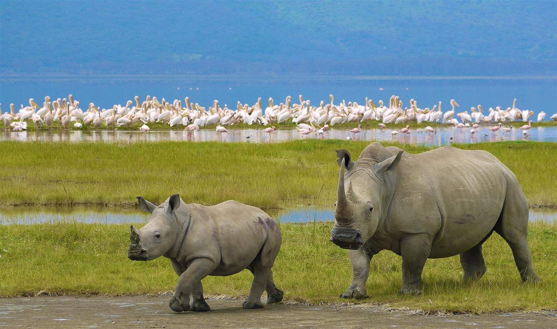 Black Rhino