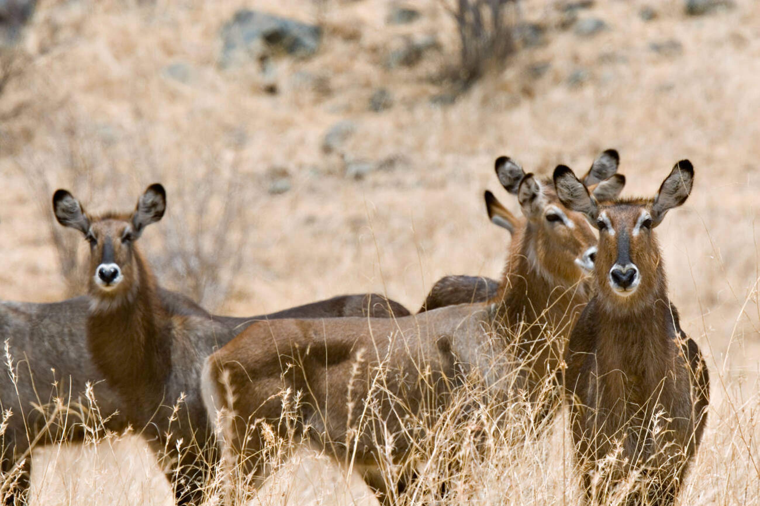 Ruaha