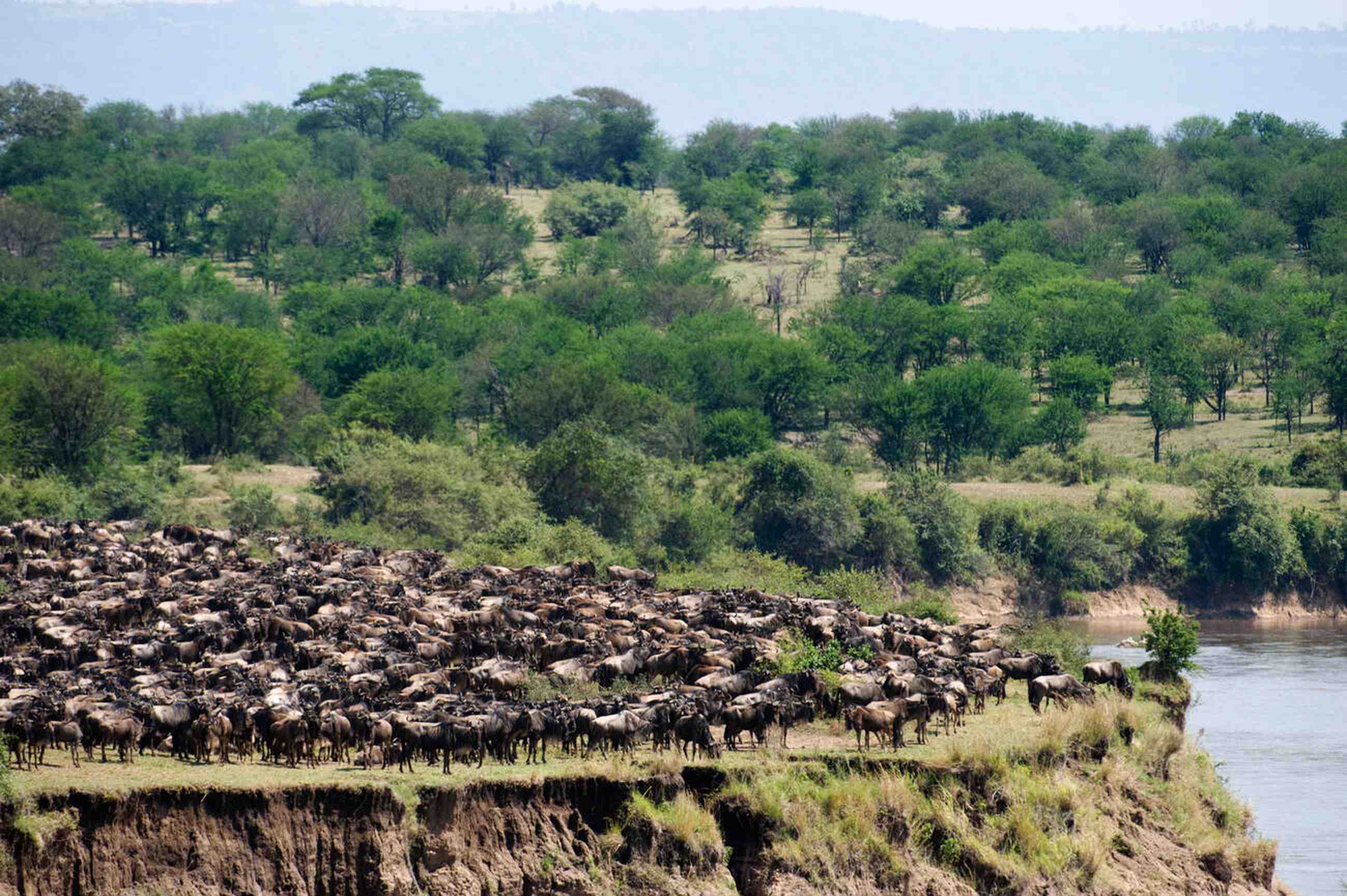 Serengeti