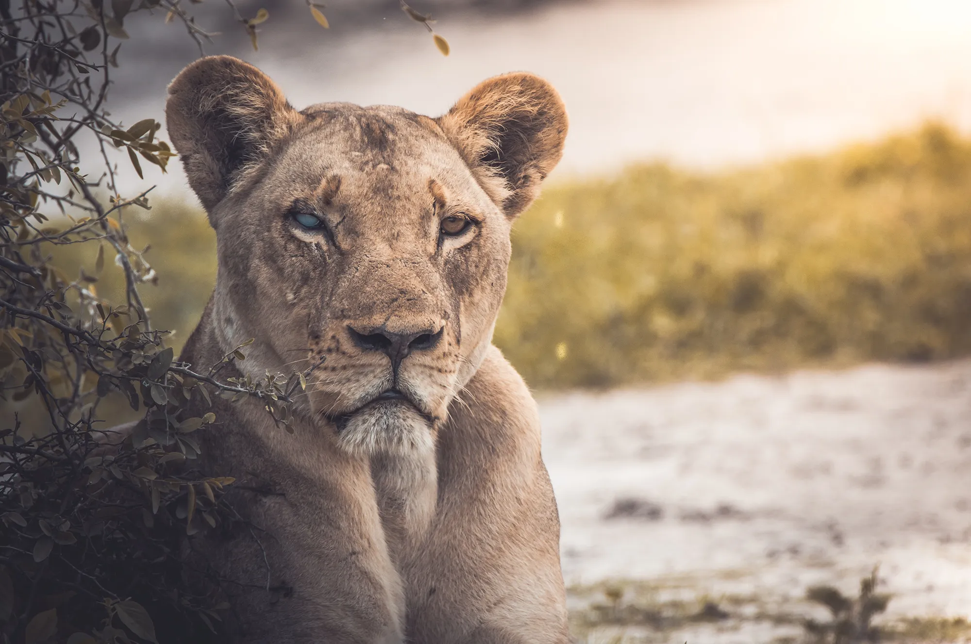Maasai Mara Wildlife